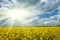 Bright yellow flower field with sun, beautiful spring landscape, rapeseed