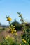 Bright yellow flower on green thorny stem of gorse bush