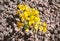 Bright yellow flower grew among the stone soil