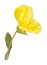 Bright yellow flower and leaf of the Missouri evening primrose i