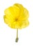 Bright yellow flower of the Missouri evening primrose isolated a