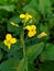 The Bright Yellow Flower of Rapeseed Plant blooming in garden