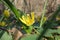 Bright yellow flower in the shade in the forest