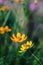 Bright yellow flower of Spearmint coreopsis Coreopsis lanceolata