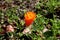 A bright yellow flower on a sunny autumn day in the design of a city street, shadows from objects, close-up