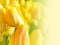 Bright Yellow Flower Tulip Background