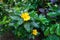 Bright yellow flower turnera diffusa after rain in a garden