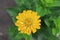 Bright yellow flower of zinnia elegans (common zinnia; youth-and-age; elegant zinnia) in the garden, close-up, top view