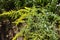 Bright yellow flowerheads of Solidago canadensis