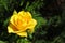 Bright yellow flowering rose