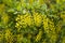 Bright yellow flowers of barberry growing in the garden