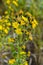 Bright yellow flowers of blooming  hawkweed, Hieracium umbellatum.