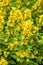 Bright yellow flowers of blooming  loosestrife, Lysimachia vulgaris.