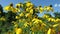 Bright Yellow Flowers and Blue Sky