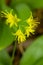 Bright yellow flowers of bluebead on summit of Mt. Kearsarge