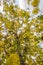 Bright yellow flowers of Cn Shower tree in bloomassia fistulaGolde