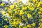 Bright yellow flowers of common broom with gentle blurred background, bokeh