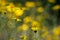 Bright yellow flowers of common madia or tarweed Madia elegans, a wildflower,  in spring, with copyspace