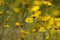 Bright yellow flowers of common madia or tarweed Madia elegans, a wildflower,  in spring, with copyspace