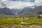 Bright yellow flowers cover Rohtang Pass in Pir Pinjal Mountains