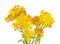 Bright yellow flowers of cressleaf groundsel isolated on white