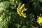 Bright yellow flowers in dense green thickets