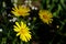 Bright yellow flowers of Doronicum orientale, or leopard`s bane.
