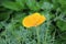 Bright yellow flowers of Escholzia california bloom in the summer garden