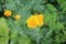 Bright yellow flowers of Escholzia california bloom in the summer garden