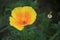 Bright yellow flowers of Eschscholzia californica California poppy, golden poppy, California sunlight, cup of gold on dark green