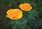 Bright yellow flowers of Eschscholzia californica California poppy, golden poppy, California sunlight, cup of gold on dark green