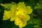 Bright yellow flowers Evening Primrose Oenothera biennis on dark green leaves background