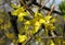 Bright yellow flowers on forsythia bushes in early spring
