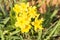 Bright yellow flowers of Fringed Puccoon