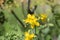 Bright yellow flowers greater celandine