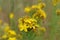 Bright yellow flowers of Hypericum perforatum (perforate St John's-wort), close up