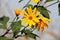 Bright yellow flowers of Jerusalem artichoke or Helianthus tuberosus herbaceous perennial plants surrounded with dark green leaves