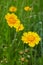 Bright yellow flowers of Lance-leaved coreopsis Coreopsis lanceolata.