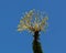 Bright yellow flowers of Ocotillo cactus