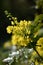 Bright yellow flowers of an Oregon grape (Mahonia aquifolium)