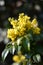 Bright yellow flowers of an Oregon grape (Mahonia aquifolium)