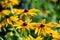 Bright yellow flowers of rudbeckia, commonly known as coneflowers or black eyed susans, in a sunny summer garden