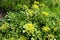 Bright yellow flowers of Sedum kamtschaticum