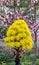 Bright Yellow Flowers on Succulent Plant - Aeonium Schwarzkopf in Bloom