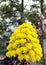Bright Yellow Flowers on Succulent Plant - Aeonium Schwarzkopf in Bloom
