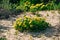 Bright yellow flowers of the succulent plant Pig\\\'s-Root (Conicosia pugioniformis) blooming in the desert