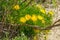 Bright yellow flowers of the succulent plant Pig\\\'s-Root (Conicosia pugioniformis) blooming in the desert