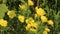 Bright yellow flowers on a sunny day sway in a light wind against a background of beautiful fresh greenery