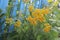 Bright yellow flowers of tansy on a background of blue fence