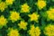 Bright yellow flowers texture. Floral pattern, background, ornament. Euphorbia epithymoides or cushion spurge in the